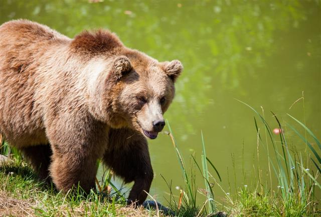 Orso aggredito mentre faceva jogging – Tragica morte a 26 anni