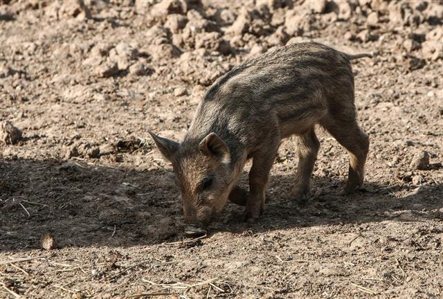 Un cinghiale ha aggredito una donna seduta sulla spiaggia e l’ha morsa – Come si è salvato l’uomo di 57 anni