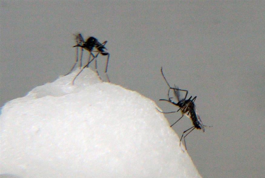 Κουνούπια Aedes aegypti (AP Photo/Arnulfo Franco)
