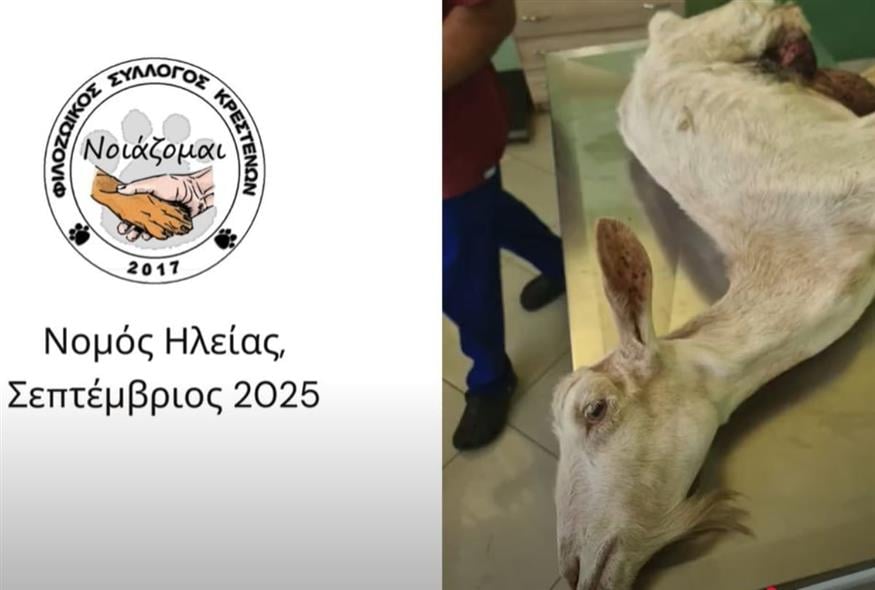 Κατσίκα - κακοποίηση