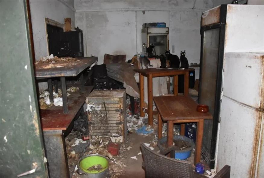 Φωτογραφία-ντοκουμέντο από τον έγκλειστο εφιάλτη των άτυχων γατών