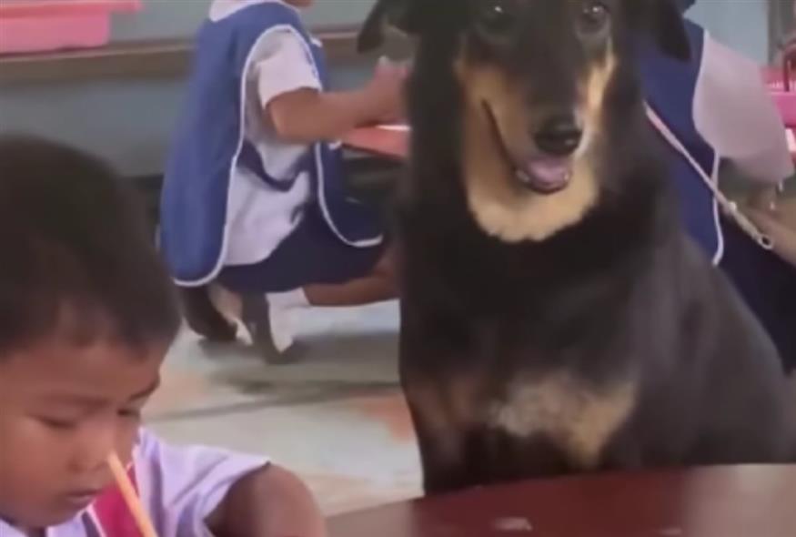 Σκύλος βρήκε ξανά τη χαρά της ζωής βοηθώντας παιδιά σε σχολείο