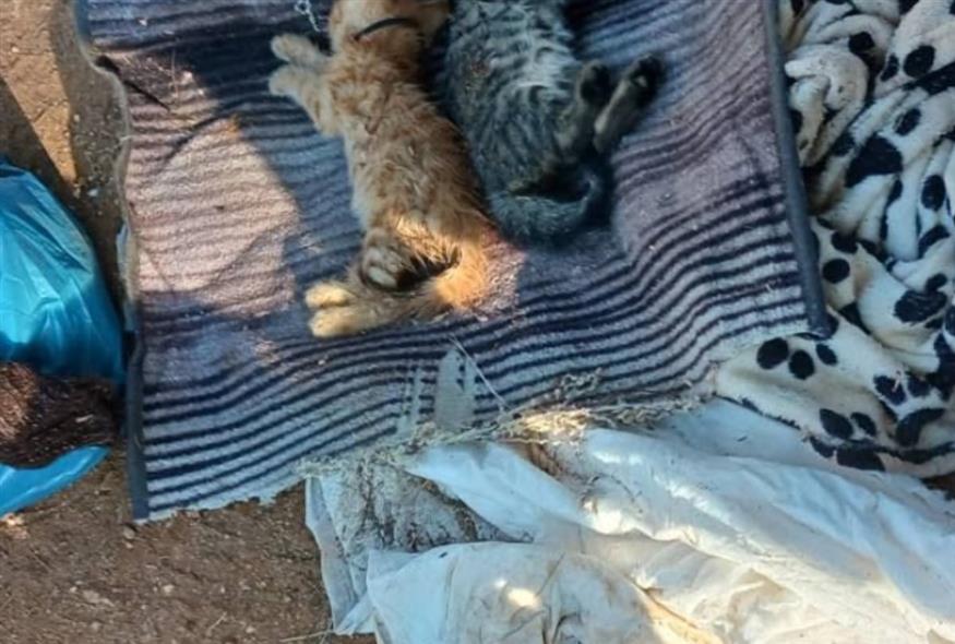 Γατάκια νεκρά στο Πέραμα