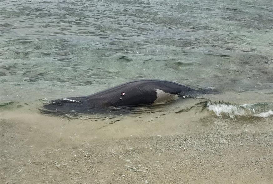 Φωτογραφία ντοκουμέντο από το άτυχο θηλαστικό (MOm Greece)
