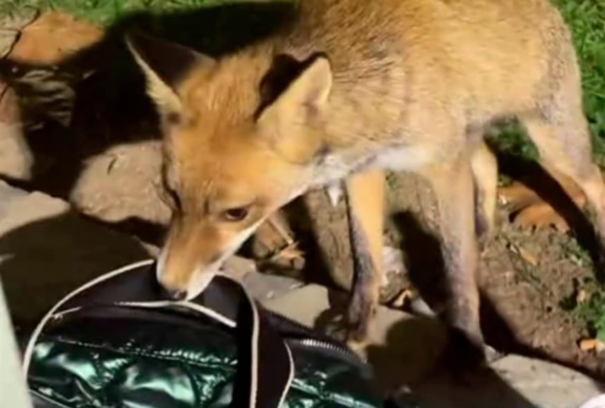 Η επίδοξη «κλέφτρα» κρουασάν