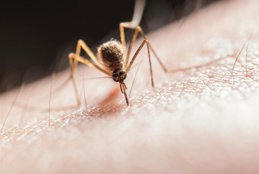 Κουνούπι (Pexels)