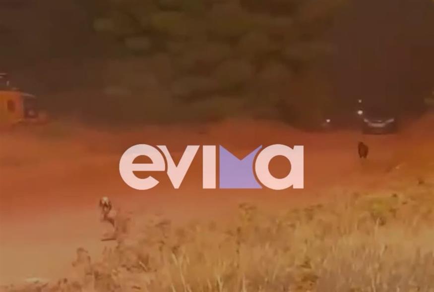 Εύβοια: Συγκλονιστικό βίντεο σκυλάκια τρέχουν μέσα στη φωτιά (www.evima.gr)