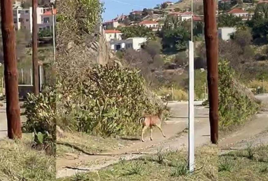 Ελάφι με τρία ποδαράκια στη Λήμνο