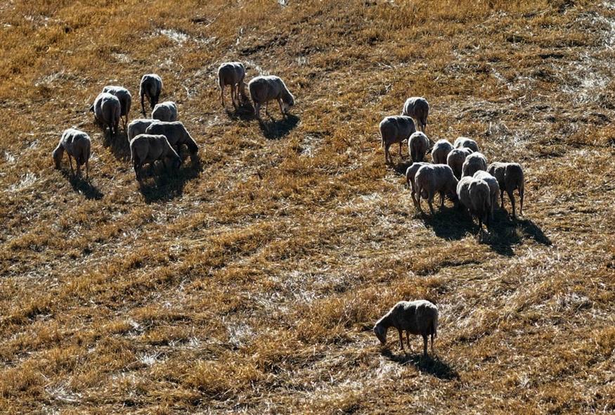 Πρόβατα (ΑΝΤΩΝΗΣ ΝΙΚΟΛΟΠΟΥΛΟΣ/EUROKINISSI)