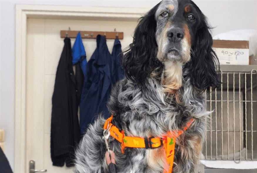 Κατάκολο - σκύλος