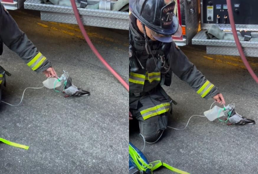 Πυροσβέστες έδωσαν οξυγόνο σε περιστέρι (Copyright:Facebook)