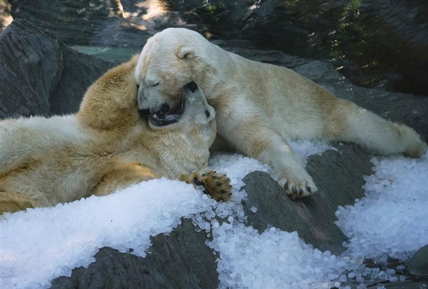 Πολικές αρκούδες (Petr David Josek/AP)