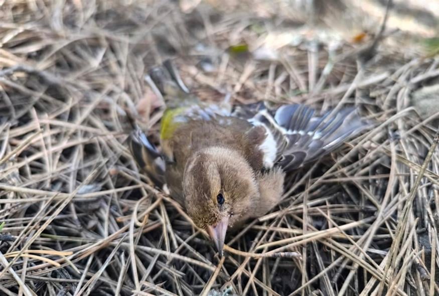 Δηλητηριασμένα δολώματα, από δηλητηριασμένες ψυχές (ΑΠΕ-ΜΠΕ)