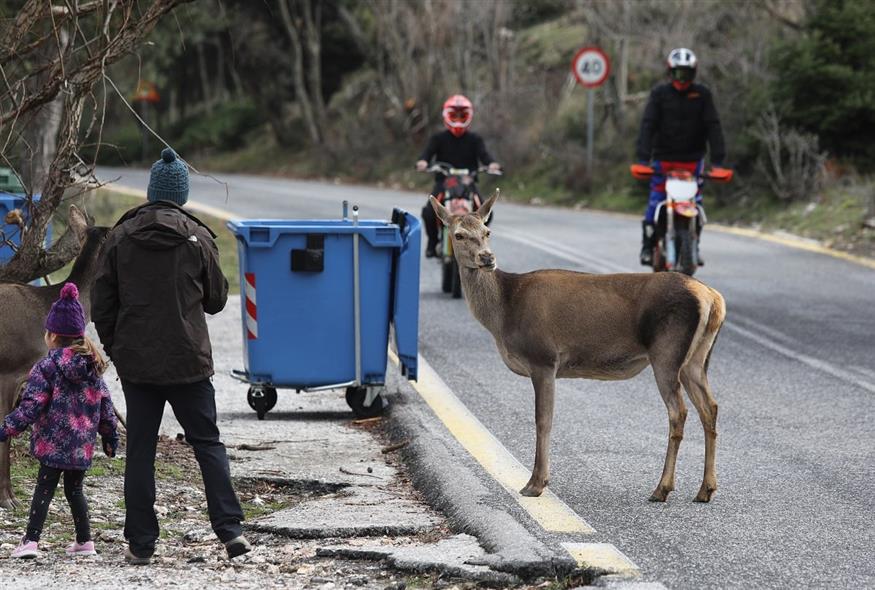 Ελάφι στην Πάρνηθα (ΦΩΤΟΓΡΑΦΙΑ: ΜΑΡΚΟΣ ΧΟΥΖΟΥΡΗΣ / EUROKINISSI)