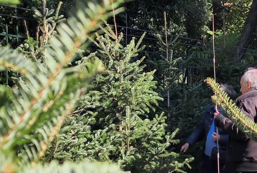 Ελατοπαραγωγοί