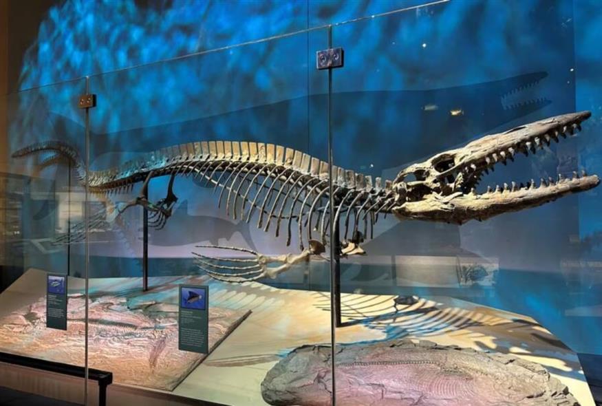 Perot Museum of Nature and Science/American Museum of Natural History