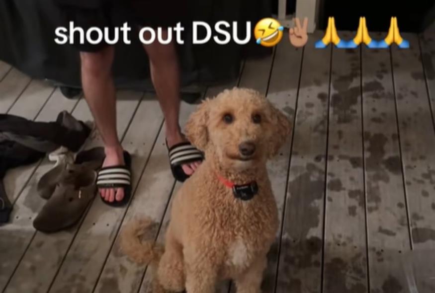 Bark Your Mind Challenge/ΤΙΚ ΤΟΚ