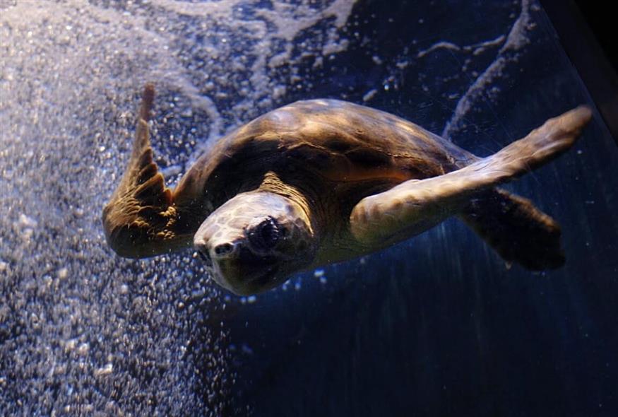 Ο Όμηρος, η τυφλή θαλάσσια χελώνα (Blue Reef Aquarium)