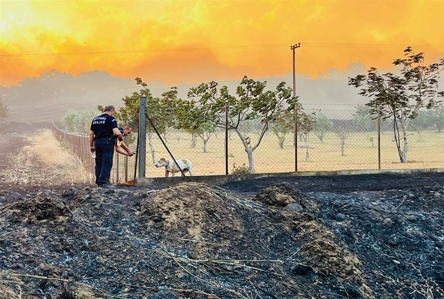 Φωτιά στην Αλεξανδρούπολη/twitter