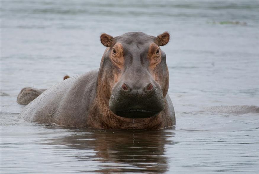 ιπποπόταμος/unsplash