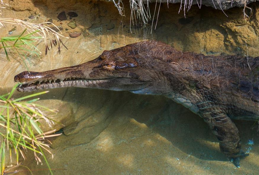 Κροκόδειλος Tomistoma (AP Photo/Damian Dovarganes)