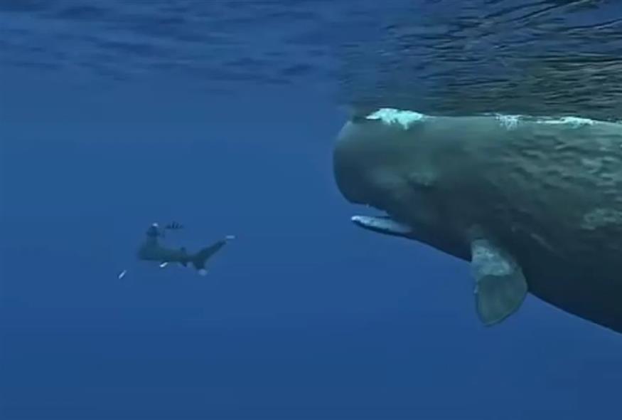 Φάλαινες προστατεύουν δύτη από επίθεση καρχαρία