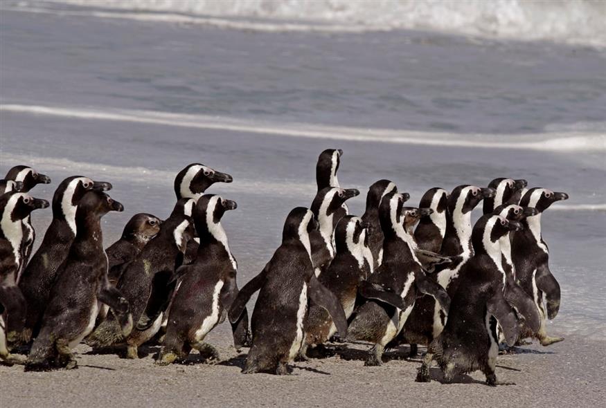 Αφρικανικοί πιγκουίνοι (AP Photo/Schalk van Zuydam)