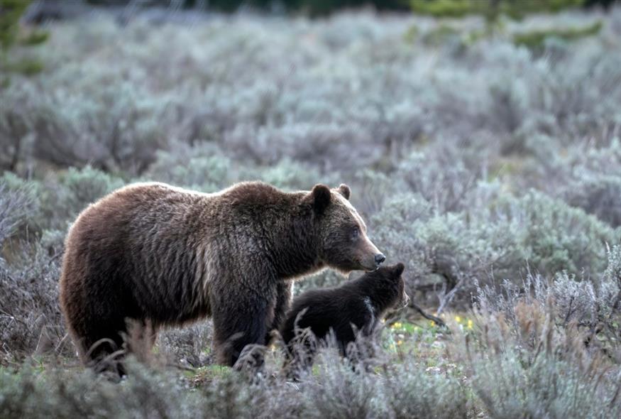 Μαμά αρκούδα με το μωρό της (C. Adams/Grand Teton National Park via AP, File)