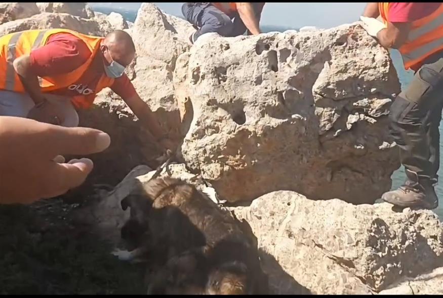 (ΔΙΚΕΠΑΖ)