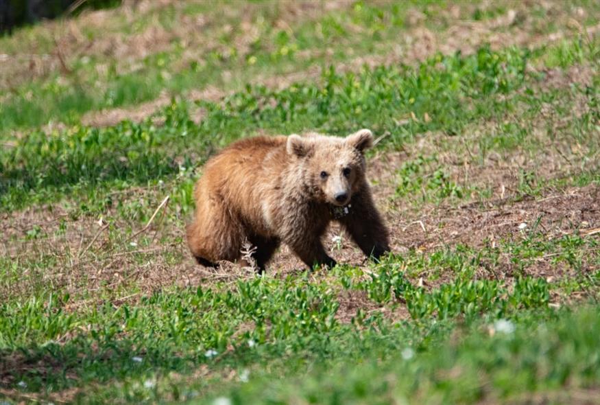 ΕΠΑΝΕΝΤΑΞΗ, ΑΠΟ ΤΟΝ "ΑΡΚΤΟΥΡΟ", ΑΡΚΟΥΔΑΣ ΣΤΟ ΦΥΣΙΚΟ ΠΕΡΙΒΑΛΛΟΝ (ΓΡΑΦΕΙΟ ΤΥΠΟΥ ΑΡΚΤΟΥΡΟΥ/EUROKINISSI)