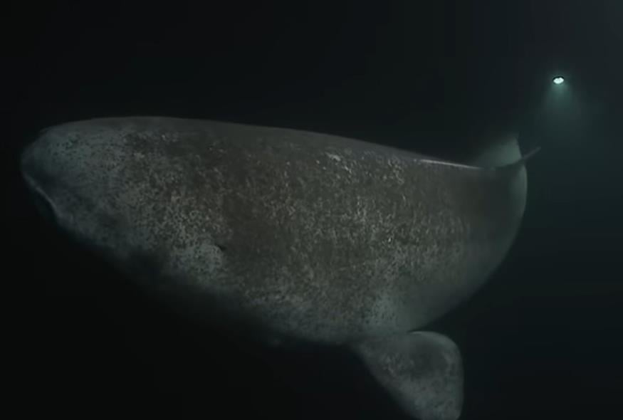 Καρχαρίας της Γροιλανδίας (Screenshot/X)