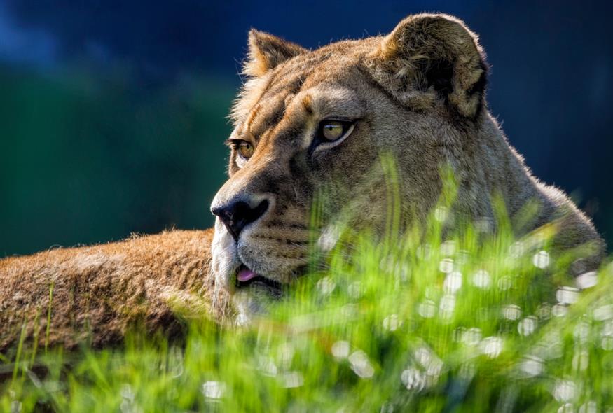 Λιοντάρι (pixabay)