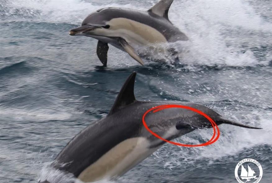 (Πηγή: Archipelagos - Institute of Marine Conservation)