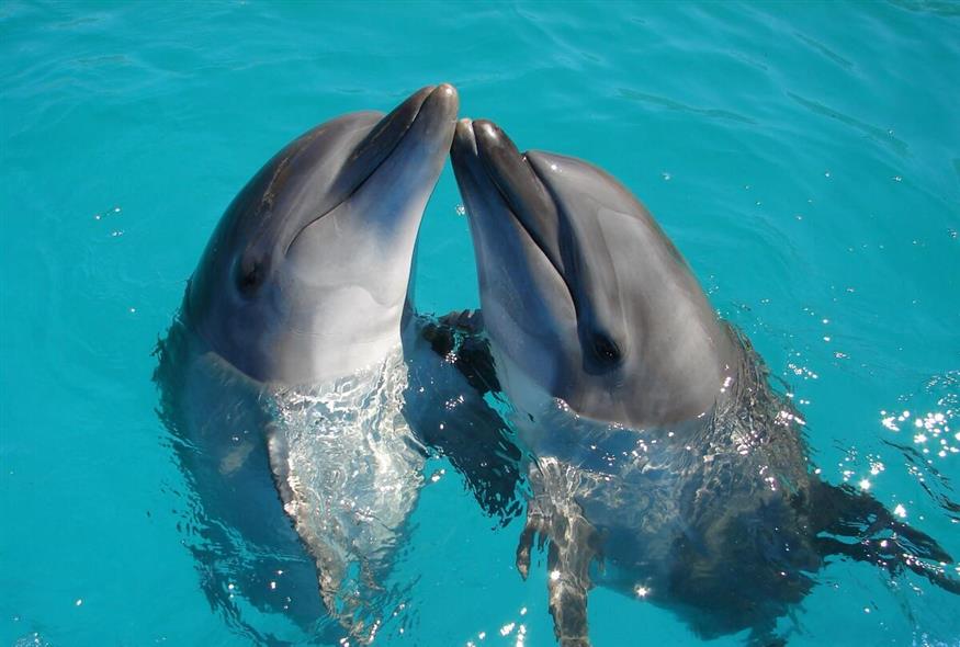 Δελφίνια / Unsplash