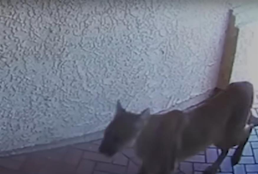 Καλιφόρνια - Πούμα