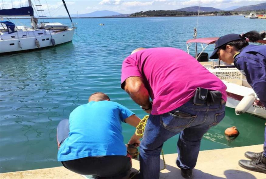 Εθελοντές απεγκλώβισαν καρχαρία που παγιδεύτηκε σε αγωγό  στο λιμάνι του Βόλου/Vasilis Iliopoulos/facebook