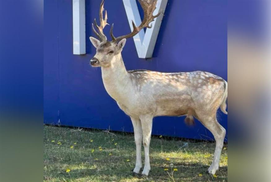 Ένα πανέμορφο ελάφι στις εγκαταστάσεις του OPEN / instagram