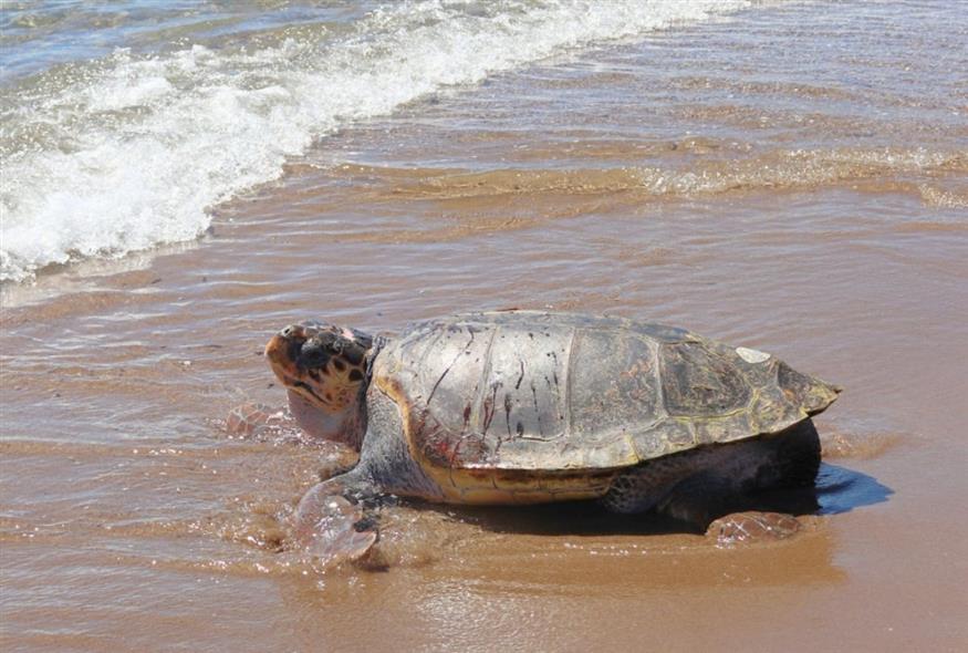 Χελώνα/ Facebook