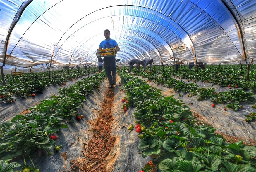 Εργάτες γης - Συγκομιδή φράουλας σε θερμοκήπιο στην Μανωλάδα (EUROKINISSI/ΑΝΤΩΝΗΣ ΝΙΚΟΛΟΠΟΥΛΟΣ)