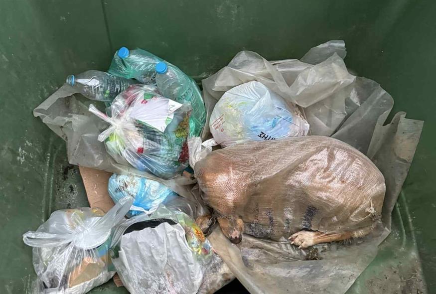 Η μικρή σκυλίτσα/Fb