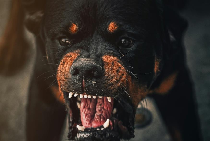 Σκύλος (unsplash)