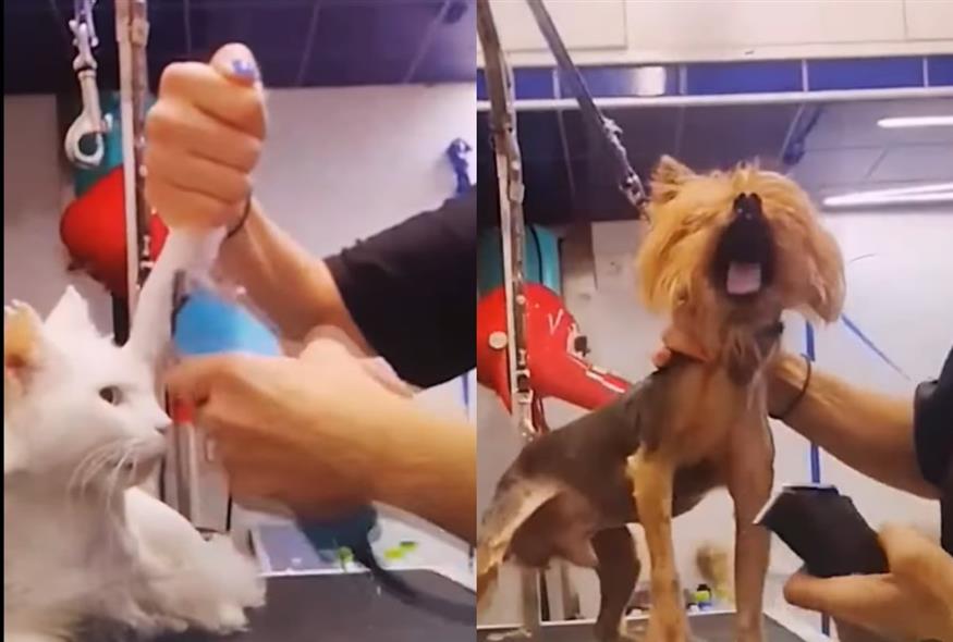 Οργή για «groomer» που κακοποιούσε σκύλους σε live μετάδοση (Screenshots)