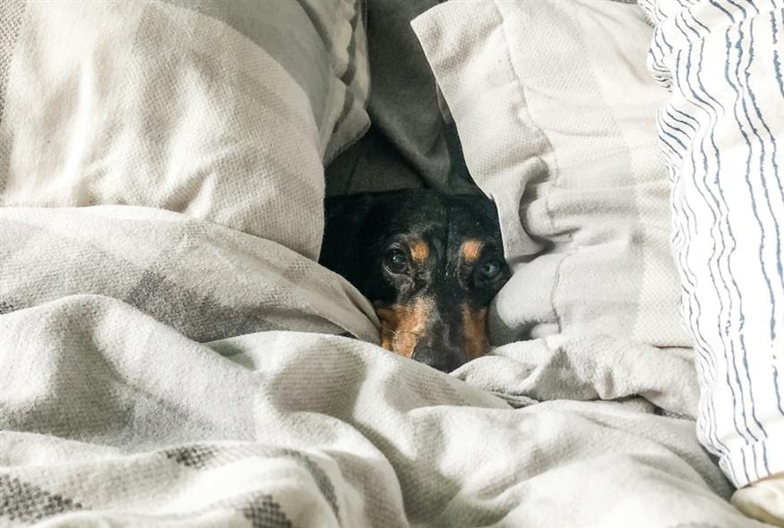 Σκύλος (Unsplash)