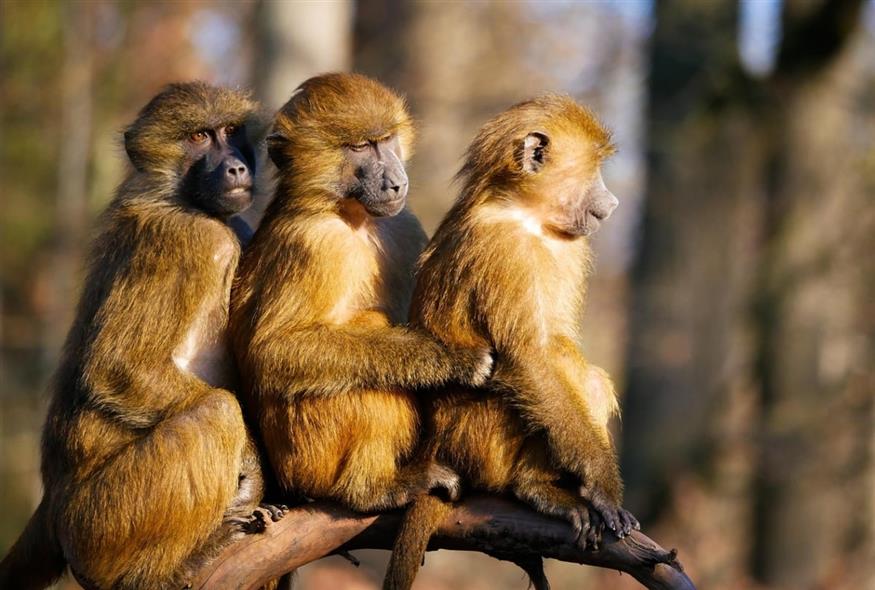 Μπαμπουίνοι (pixabay)