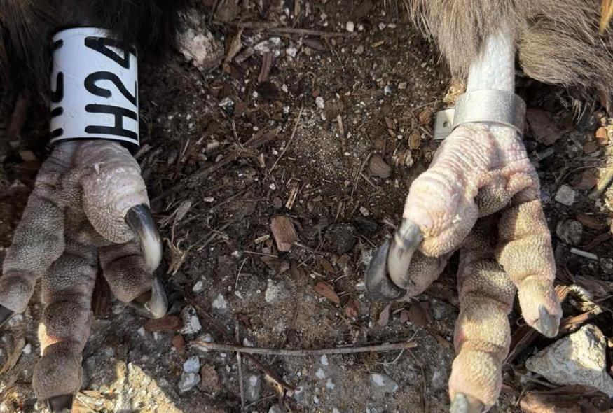 Θύμα μαυρόγυπας (Ελληνική Ορνιθολογική Εταιρεία/Facebook)