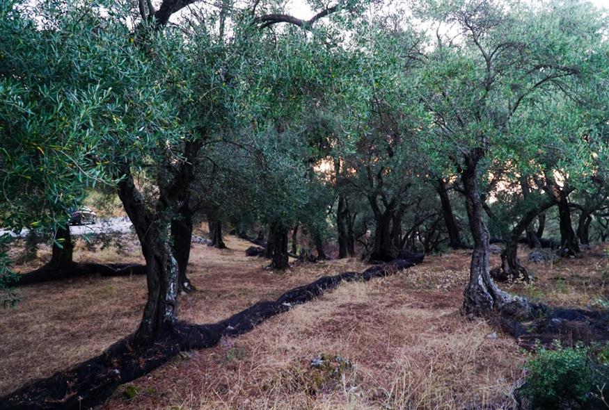 (ΚΟΝΤΑΡΙΝΗΣ ΓΙΩΡΓΟΣ EUROKINISSI)