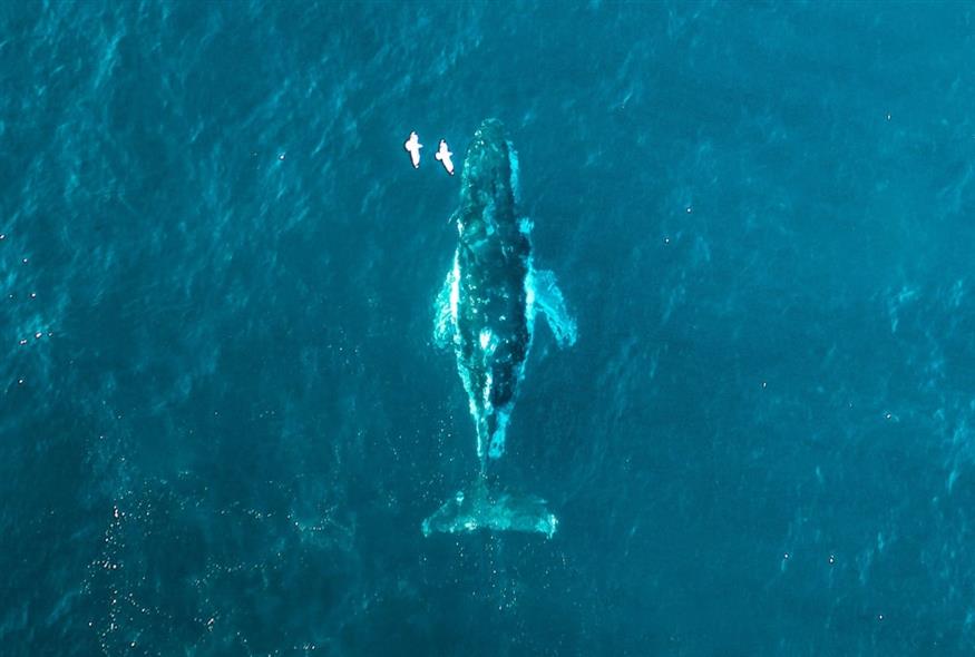 Μεγάπτερη φάλαινα (Unsplash)