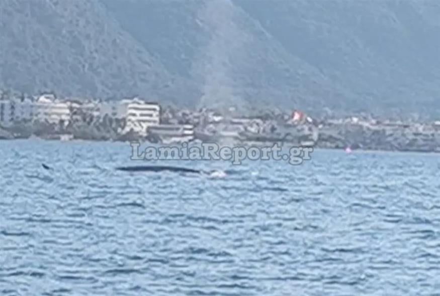 Φυσυτήρας φάλαινα/Lamiareport.gr