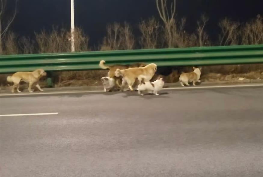 Επτά αδέσποτα σκυλάκια στην Κίνα (Screenshot)