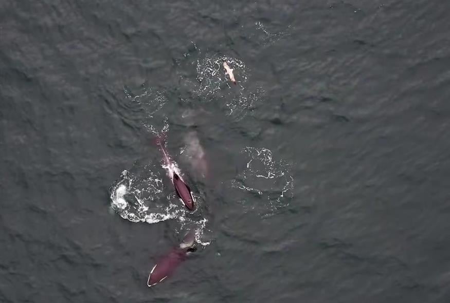 Όρκες και δελφίνια (screenshot)